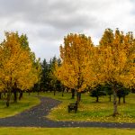 Haustlitaganga í Guðmundarlundi